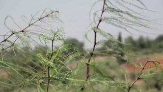 Free News Background Stock Footage, Plant, Herb, Vascular Plant, Leaf, Aquatic