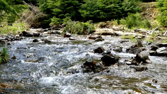 Free News Background Video, Forest, River, Water, Landscape, Channel