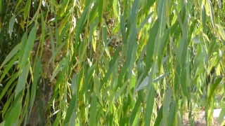 Free Night Sky Stock Video, Field, Wheat, Grass, Plant, Grain