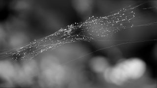 Free No Copyright 4k Video, Spider Web, Cobweb, Web, Spider, Trap