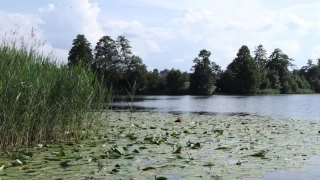 Free No Copyright 4k Video, Swamp, Wetland, Land, Forest, Lake