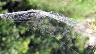 Free No Copyright Animation Video, Spider Web, Web, Trap, Cobweb, Spider