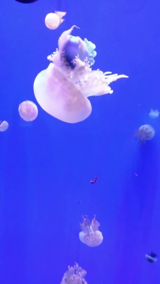 Free No Copyright Background Footage, Jellyfish, Invertebrate, Animal, Coelenterate, Light