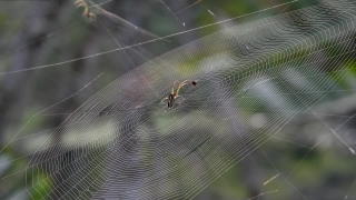 Free No Copyright Background Video, Spider Web, Web, Trap, Spider, Cobweb