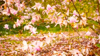 Free No Copyright Cricket Match Videos, Tree, Flower, Pink, Spring, Woody Plant