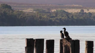 Free No Copyright Description For Youtube, Pelican, Water, Ocean, Sea, Beach