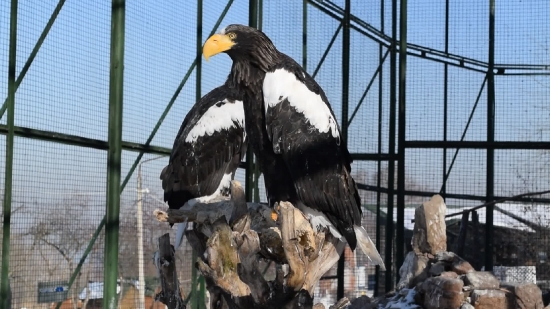 Free No Copyright Entertainment Video, Bald Eagle, Eagle, Bird, Wildlife, Beak