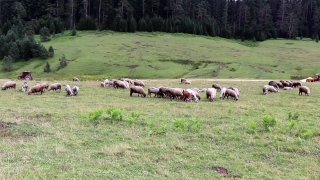 Free No Copyright Film Footage, Grass, Farm, Field, Rural, Cow