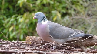 Free No Copyright Footage, Dove, Bird, Wildlife, Feather, Animal