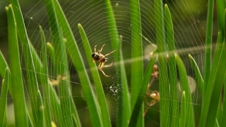 Free No Copyright Footage, Garden Spider, Spider, Arachnid, Arthropod, Spider Web