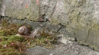 Free No Copyright Footage, Stone, Rock, Water, Rodent, Sand