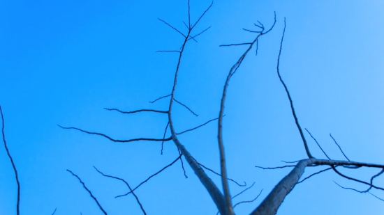 Free No Copyright Images Videos, Tree, Sky, Branch, Snag, Plant