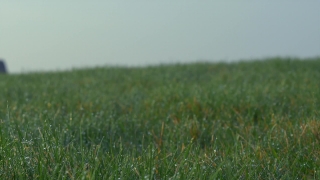 Free No Copyright Intro Video Download, Field, Grass, Wheat, Meadow, Lawn