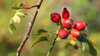 Free No Copyright Intro Video, Fruit, Hip, Plant, Berry, Ripe