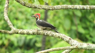 Free No Copyright Intro Video, Woodpecker, Bird, Wildlife, Beak, Vertebrate