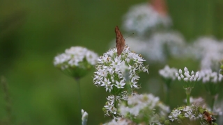 Free No Copyright Long Videos, Herb, Vascular Plant, Plant, Flower, Spring