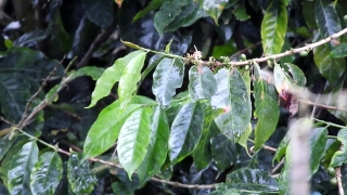 Free No Copyright Loop Video, Coffee, Woody Plant, Tree, Vascular Plant, Plant