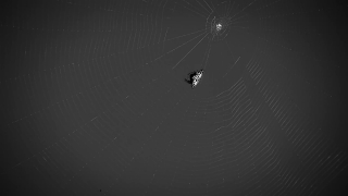 Free No Copyright Movie Clips Download, Spider Web, Web, Trap, Night, Star