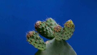 Free No Copyright Movie Clips For Youtube, Prickly Pear, Cactus, Edible Fruit, Fruit, Plant