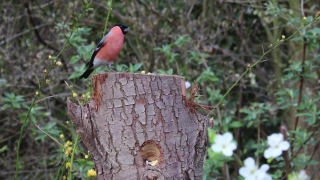 Free No Copyright Short Video, Robin, Thrush, Bird, Wildlife, Feather