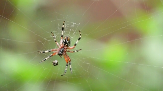 Free No Copyright Status Video Download, Garden Spider, Spider, Arachnid, Spider Web, Web