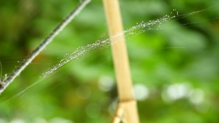 Free No Copyright Stock 4k Video, Sprinkler, Mechanical Device, Horsetail, Mechanism, Grass