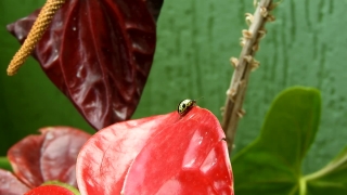 Free No Copyright Stock Footage 4k, Flamingo Flower, Houseplant, Plant, Fresh, Food