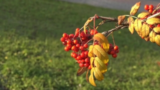 Free No Copyright Stock Footage, Shrub, Woody Plant, Barberry, Plant, Vascular Plant