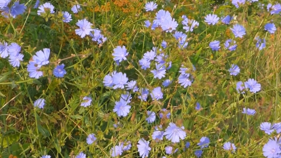 Free No Copyright Stock Media, Flax, Herb, Vascular Plant, Plant, Flower