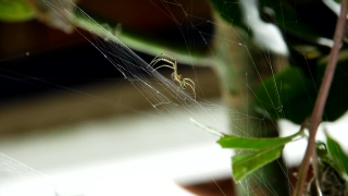 Free No Copyright Stock Video Footage, Spider Web, Web, Trap, Cobweb, Spider