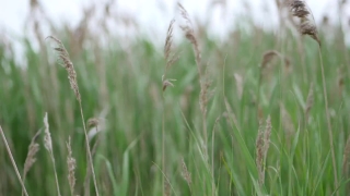 Free No Copyright Stock Video Youtube, Wheat, Cereal, Field, Grass, Agriculture