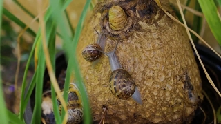 Free No Copyright Story Video, Snail, Turtle, Gastropod, Mollusk, Reptile