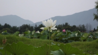 Free No Copyright Time Lapse Video, Aquatic, Flower, Plant, Petal, Blossom