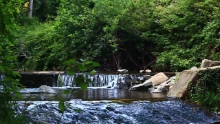 Free No Copyright Underwater Video, Forest, River, Water, Land, Landscape