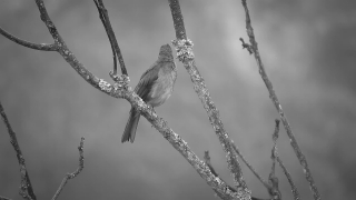 Free No Copyright Video, Bird, Junco, Wren, Finch, Wildlife