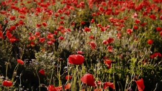 Free No Copyright Video Clips No Cost, Poppy, Flower, Angiosperm, Field, Spring