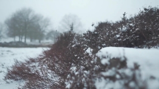 Free No Copyright Video Clips, Snow, Weather, Winter, Cold, Frost