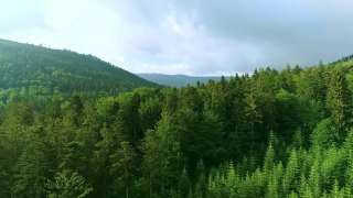 Free No Copyright Video Clips Without Watermark Download, Tree, Forest, Landscape, Woody Plant, Sky