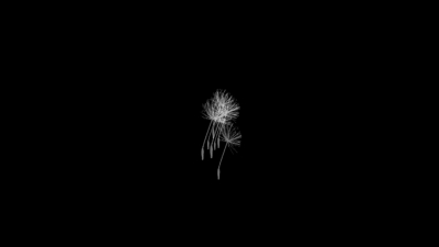 Free No Copyright Video Download, Dandelion, Herb, Plant, Light, Night