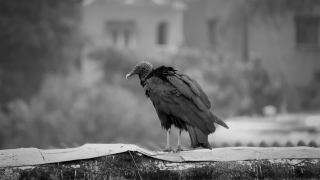 Free No Copyright Video No Watermark, Vulture, Bird, Wildlife, Animal, Beak