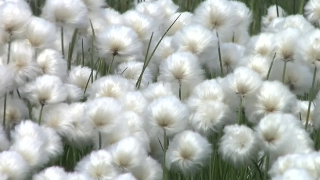 Free No Copyright Video Templates, Cotton, Shrub, Woody Plant, Dandelion, Plant