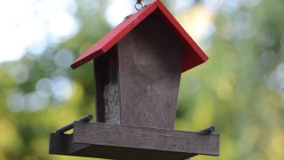 Free No Copyright Videos, Birdhouse, Shelter, Protective Covering, Bird Feeder, House