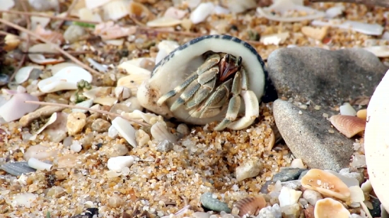 Free No Copyright Videos For Commercial Use, Crustacean, Hermit Crab, Crab, Fiddler Crab, Arthropod