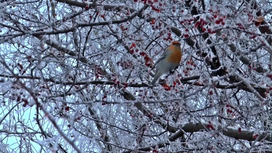 Free No Copyright Videos For Youtube Shorts, Snow, Brambling, Finch, Bird, Tree