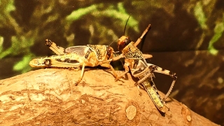 Free No Copyright Videos, Grasshopper, Insect, Arthropod, Invertebrate, Crayfish