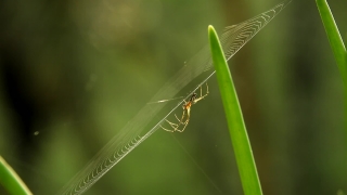 Free No Copyright Videos, Insect, Arthropod, Damselfly, Dragonfly, Mosquito