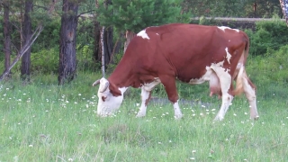 Free No Copyright Videos Site, Farm, Cow, Horse, Pasture, Grass