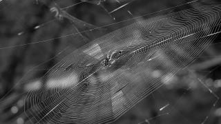 Free No Copyright Youtube Background, Spider Web, Web, Cobweb, Trap, Spider