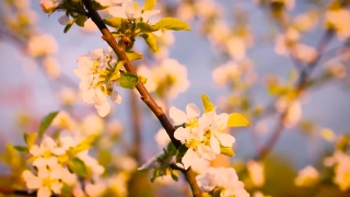 Free No Copyright Youtube Video Download, Forsythia, Shrub, Woody Plant, Vascular Plant, Plant