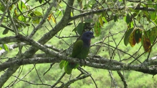 Free Non Copyright Footage, Bird, Tree, Indigo Bunting, Wildlife, Bunting